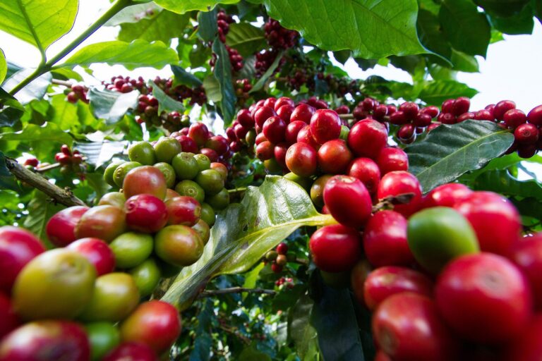 Coffee General Knowledge